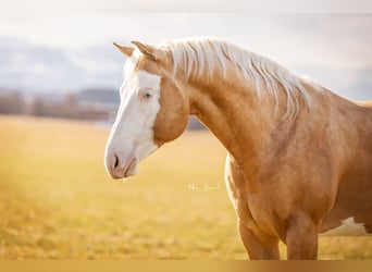Caballo cuarto de milla, Semental, 8 años, 156 cm, Palomino