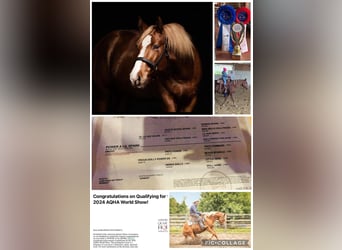 Caballo cuarto de milla, Semental, 8 años, Alazán