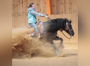 Caballo cuarto de milla, Semental, 9 años, 156 cm, Grullo