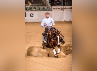 Caballo cuarto de milla, Semental, 8 años, 145 cm, Alazán-tostado