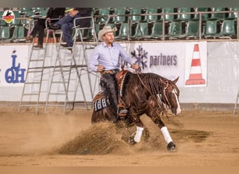 Caballo cuarto de milla, Semental, 8 años, 145 cm, Alazán-tostado