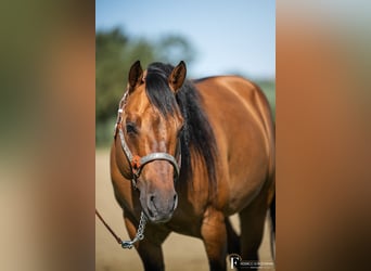 Caballo cuarto de milla, Semental, 8 años, Dunalino (Cervuno x Palomino)