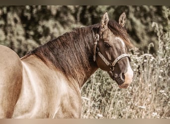 Caballo cuarto de milla, Semental, 4 años, 148 cm, Grullo