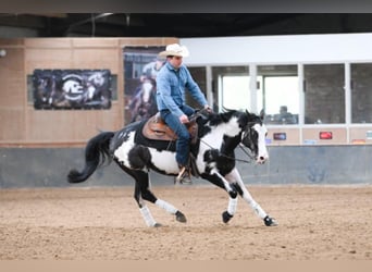 Caballo cuarto de milla, Semental, 10 años, 158 cm, Overo-todas las-capas