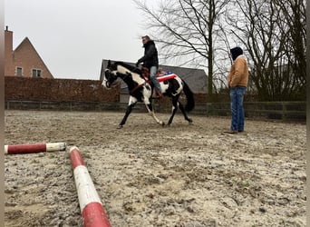 Caballo cuarto de milla, Semental, 10 años, 158 cm, Overo-todas las-capas