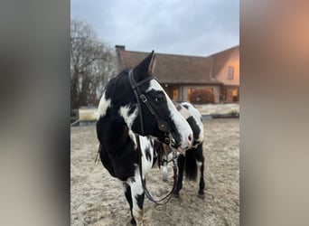 Caballo cuarto de milla, Semental, 10 años, 158 cm, Overo-todas las-capas