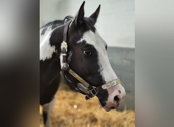 Caballo cuarto de milla, Semental, 10 años, 158 cm, Overo-todas las-capas