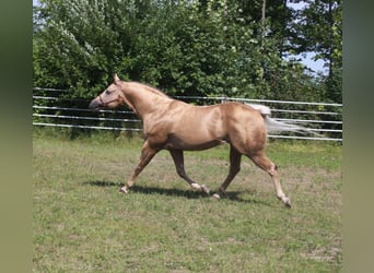 Caballo cuarto de milla, Semental, 20 años, 160 cm, Palomino