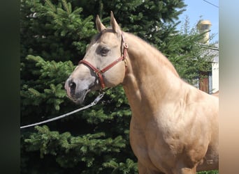 Caballo cuarto de milla, Semental, 20 años, 160 cm, Palomino