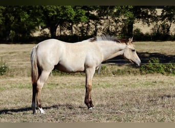 Caballo cuarto de milla, Semental, Potro (03/2023), 130 cm, Buckskin/Bayo