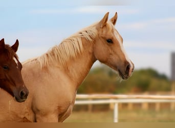 Caballo cuarto de milla, Semental, Potro (10/2025), 132 cm, Palomino Caballo cuarto de milla, Semental, Potro (10/2025), 132 cm, Palomino