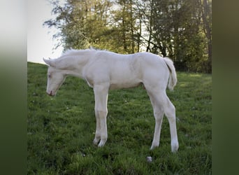 Caballo cuarto de milla, Semental, Potro (01/2026), 135 cm, Palomino