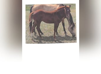 Caballo cuarto de milla, Semental, Potro (04/2025), 142 cm, Alazán rojizo