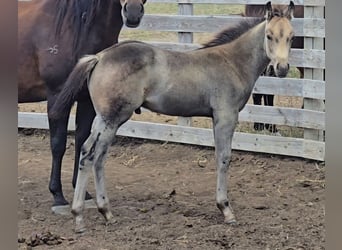 Caballo cuarto de milla, Semental, Potro (06/2025), 142 cm, Buckskin/Bayo