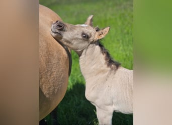 Caballo cuarto de milla, Semental, , 145 cm, Buckskin/Bayo