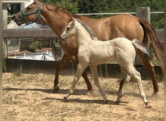 Caballo cuarto de milla, Semental, Potro (05/2025), 145 cm, Buckskin/Bayo