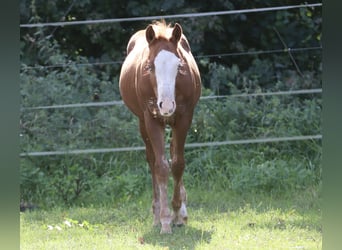 Caballo cuarto de milla, Semental, Potro (05/2025), 145 cm, Ruano alazán