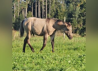 Caballo cuarto de milla, Semental, Potro (04/2025), 145 cm