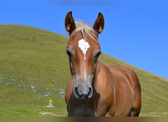 Caballo cuarto de milla Mestizo, Semental, Potro (04/2026), 148 cm