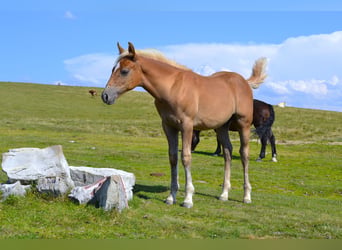 Caballo cuarto de milla Mestizo, Semental, Potro (04/2026), 148 cm
