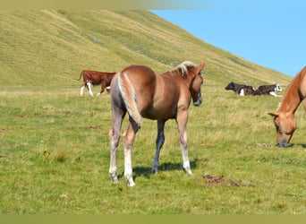 Caballo cuarto de milla Mestizo, Semental, Potro (04/2026), 148 cm