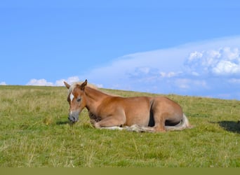 Caballo cuarto de milla Mestizo, Semental, Potro (04/2026), 148 cm