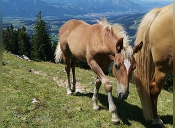 Caballo cuarto de milla Mestizo, Semental, Potro (04/2026), 148 cm