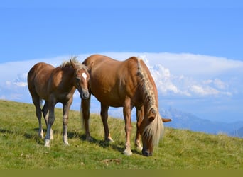 Caballo cuarto de milla Mestizo, Semental, Potro (04/2026), 148 cm