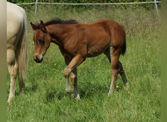 Caballo cuarto de milla, Semental, Potro (04/2026), 148 cm, Castaño