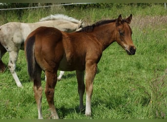 Caballo cuarto de milla, Semental, Potro (04/2026), 148 cm, Castaño