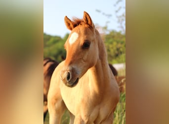 Caballo cuarto de milla, Semental, Potro (03/2023), 148 cm, Red Dun/Cervuno