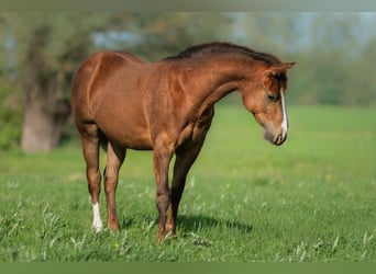 Caballo cuarto de milla, Semental, Potro (01/2026), 150 cm, Alazán-tostado