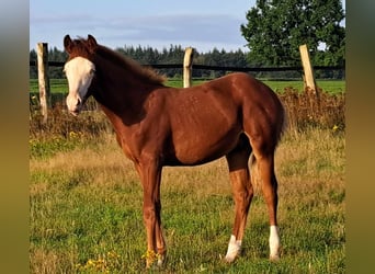 Caballo cuarto de milla, Semental, Potro (04/2023), 150 cm, Alazán