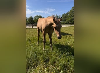 Caballo cuarto de milla, Semental, Potro (04/2026), 150 cm, Buckskin/Bayo