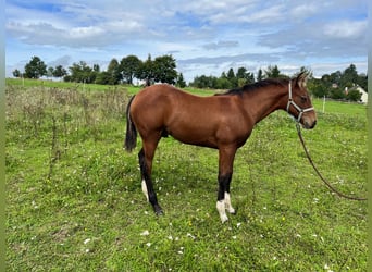 Caballo cuarto de milla, Semental, Potro (04/2023), 150 cm, Castaño