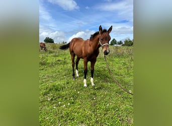 Caballo cuarto de milla, Semental, Potro (04/2023), 150 cm, Castaño
