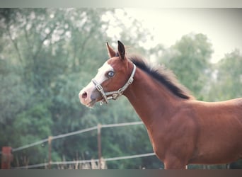 Caballo cuarto de milla, Semental, Potro (04/2026), 150 cm, Castaño oscuro