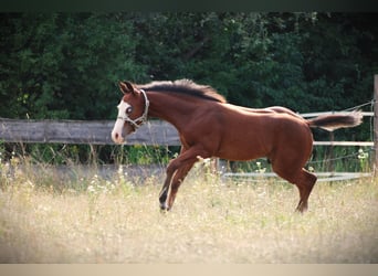 Caballo cuarto de milla, Semental, Potro (04/2026), 150 cm, Castaño oscuro