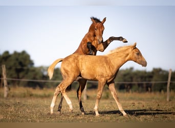 Caballo cuarto de milla, Semental, Potro (05/2026), 150 cm, Castaño