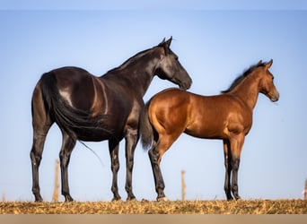 Caballo cuarto de milla, Semental, Potro (05/2026), 150 cm, Castaño