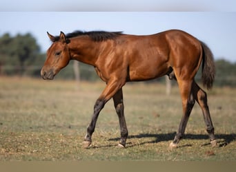Caballo cuarto de milla, Semental, Potro (05/2026), 150 cm, Castaño