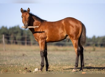 Caballo cuarto de milla, Semental, Potro (05/2026), 150 cm, Castaño