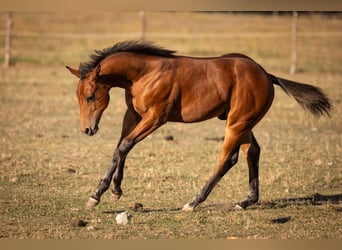Caballo cuarto de milla, Semental, Potro (05/2026), 150 cm, Castaño
