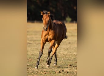 Caballo cuarto de milla, Semental, Potro (05/2026), 150 cm, Castaño