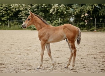 Caballo cuarto de milla, Semental, Potro (04/2026), 150 cm, Castaño