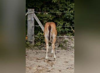 Caballo cuarto de milla, Semental, Potro (04/2026), 150 cm, Castaño