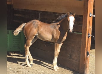 Caballo cuarto de milla, Semental, Potro (05/2025), 150 cm, Castaño rojizo