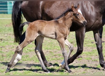 Caballo cuarto de milla, Semental, Potro (01/2026), 150 cm, Castaño-ruano