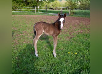 Caballo cuarto de milla, Semental, Potro (04/2026), 150 cm, Castaño