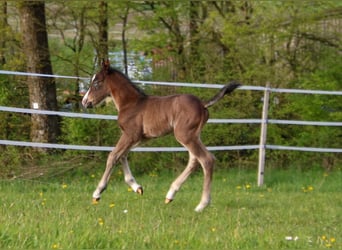 Caballo cuarto de milla, Semental, Potro (04/2026), 150 cm, Castaño